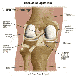 knee_ligaments1.gif